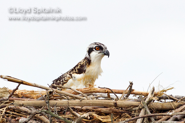 Osprey