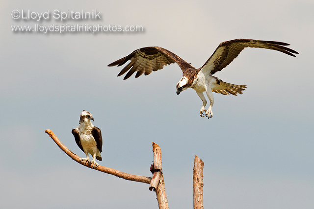 Osprey
