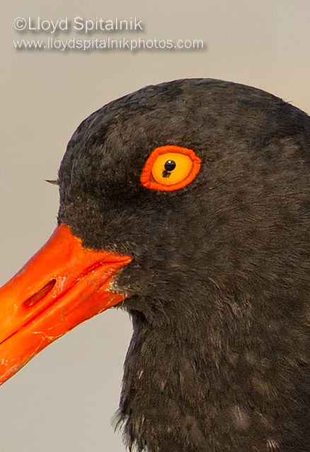 American Oystercatcher