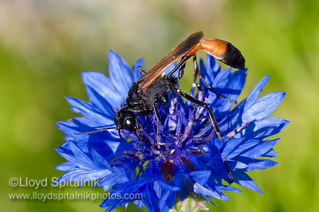 Thread-waisted Wasp