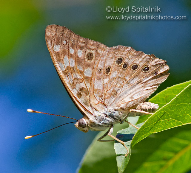 Hackberry Emperor