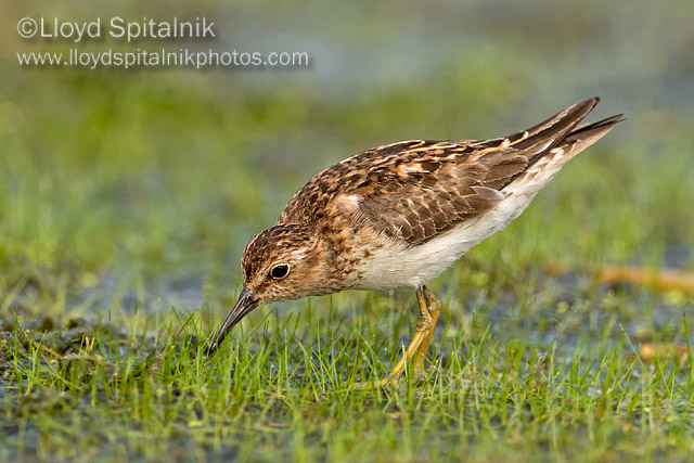Least Sandpiper