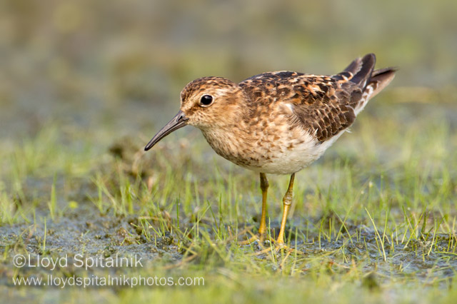 Least Sandpiper