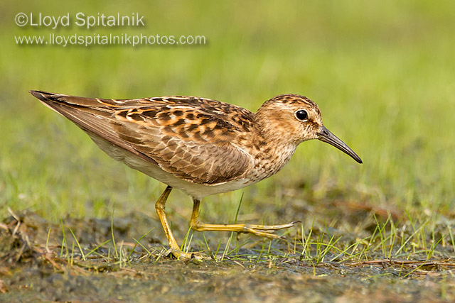 Least Sandpiper
