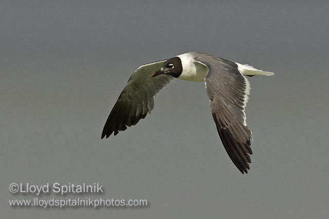 Laughing Gull