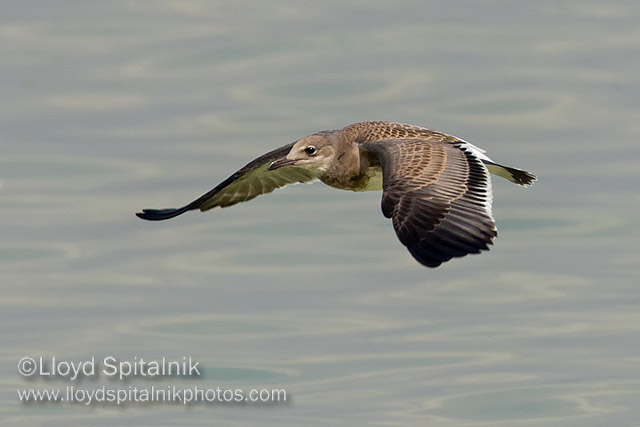 Laughing Gull (juvenile)