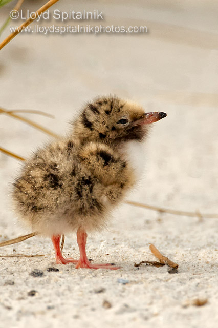 Common Tern