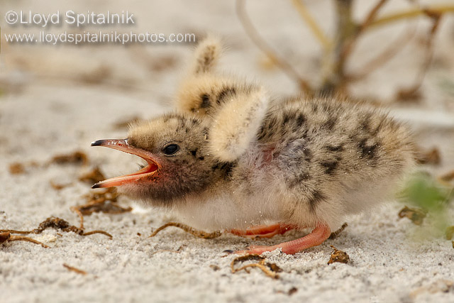 Common Tern