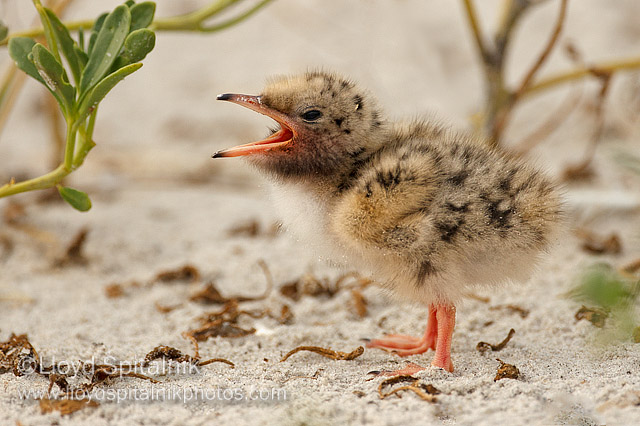 Common Tern