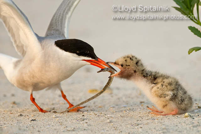 Common Tern