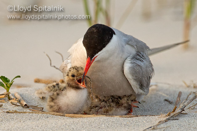 Common Tern