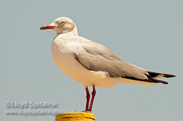 Gray-hooded Gull