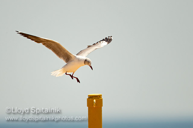 Gray-hooded Gull