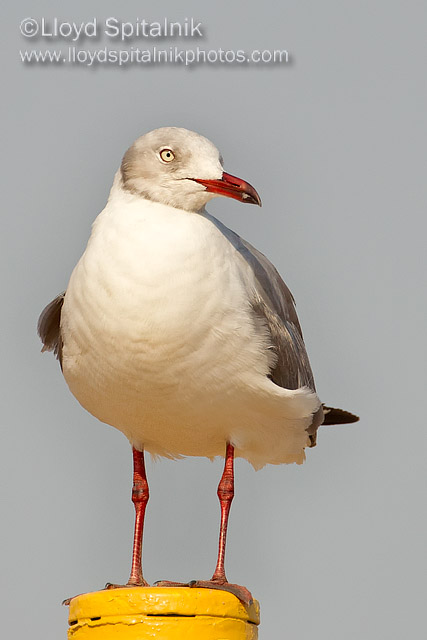 Gray-hooded Gull