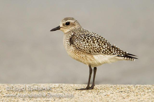 Black-bellied Plover (juvenile)