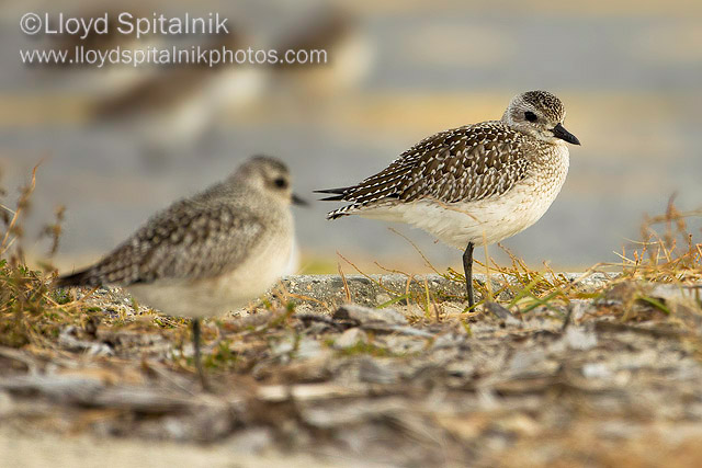 Black-bellied Plover