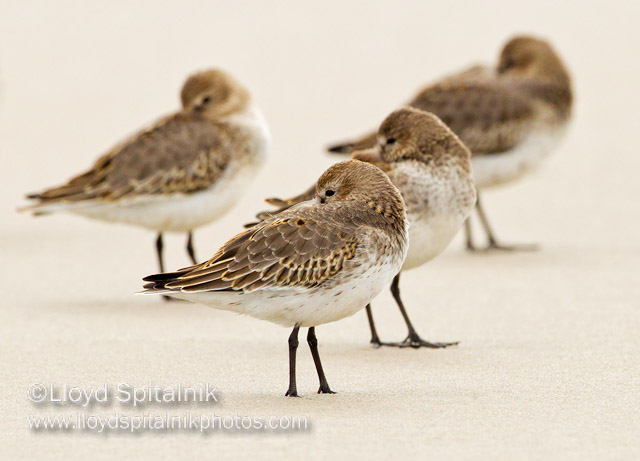 Dunlin