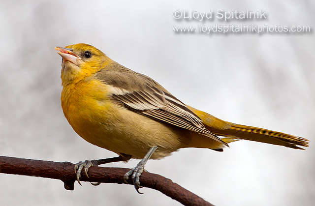 Baltimore Oriole