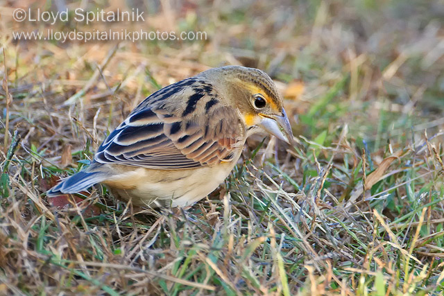Dickcissel