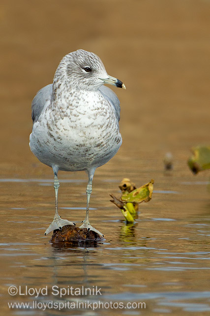 Ring-billed Gull 