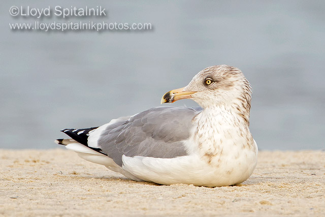 Herring Gull