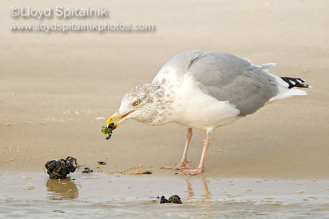 Herring Gull