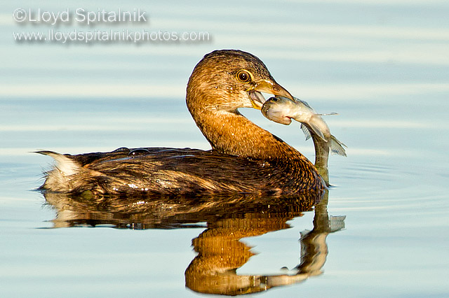 Pied-billed Grebe