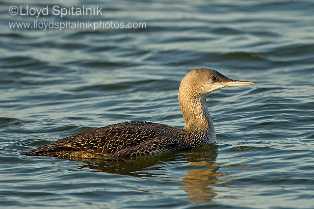 Red-throated Loon