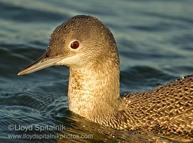 Red-throated Loon