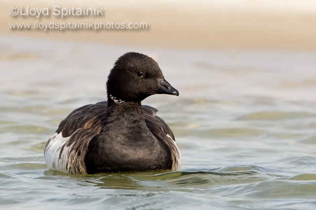 Brant