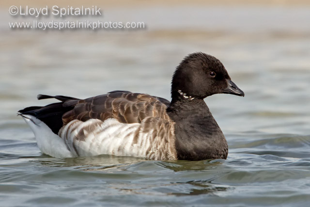 Brant