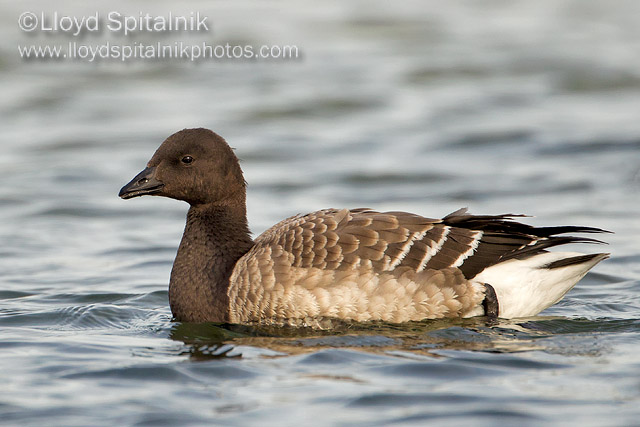 Brant (immature)