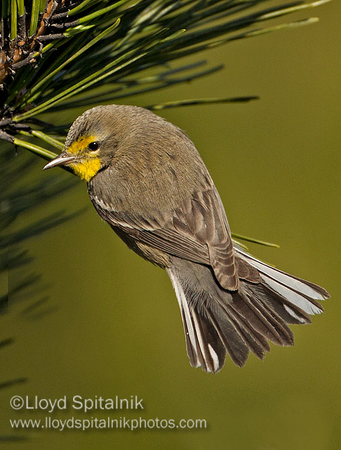 Graces Warbler (male)