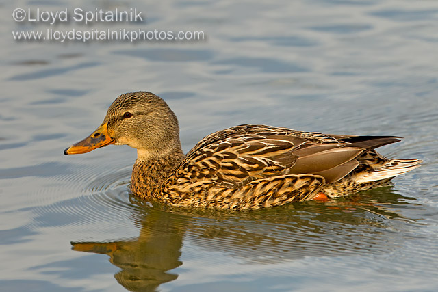 Mallard (female)