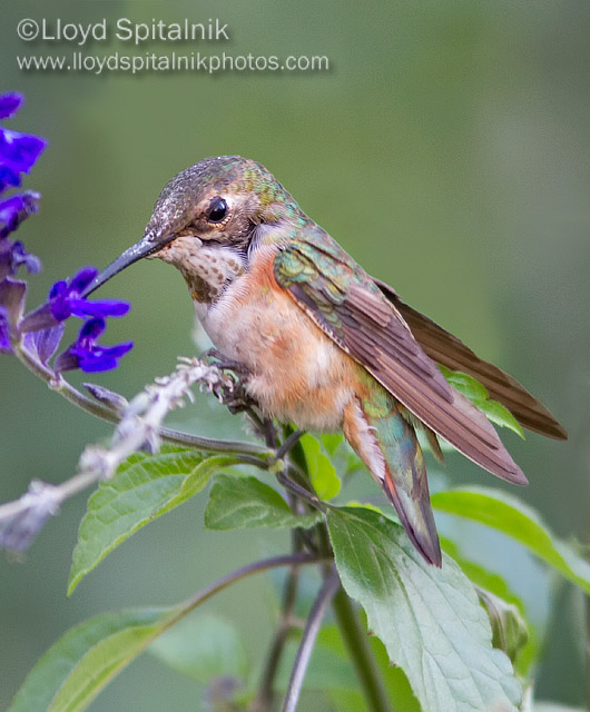 Rufous Hummingbird