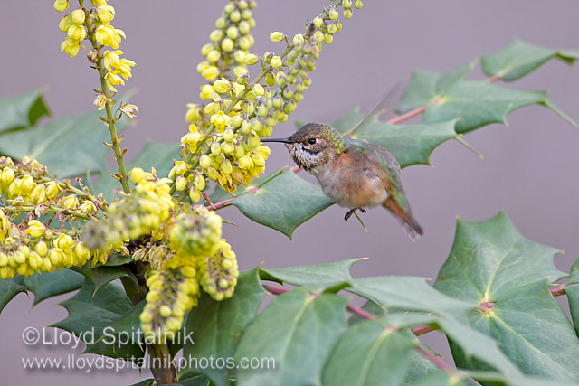 Rufous Hummingbird