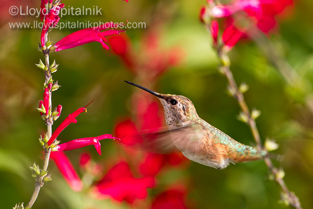 Rufous Hummingbird