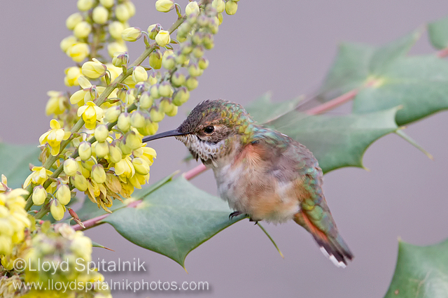 Rufous Hummingbird