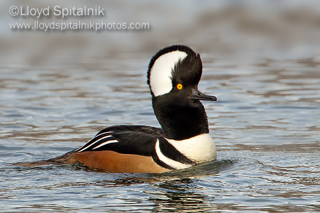 Hooded Merganser (male)