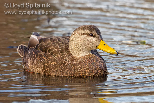 American Black Duck