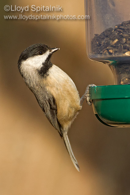 Carolina Chickadee