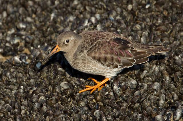 Purple Sandpiper