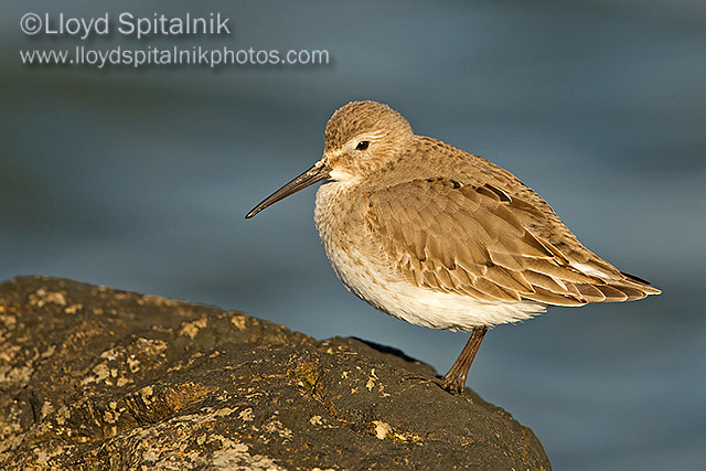 Dunlin