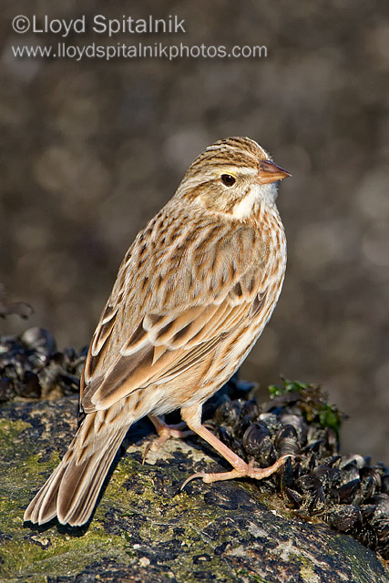 Ipswich Savannah Sparrow