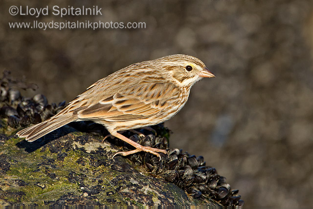 Ipswich Savannah Sparrow