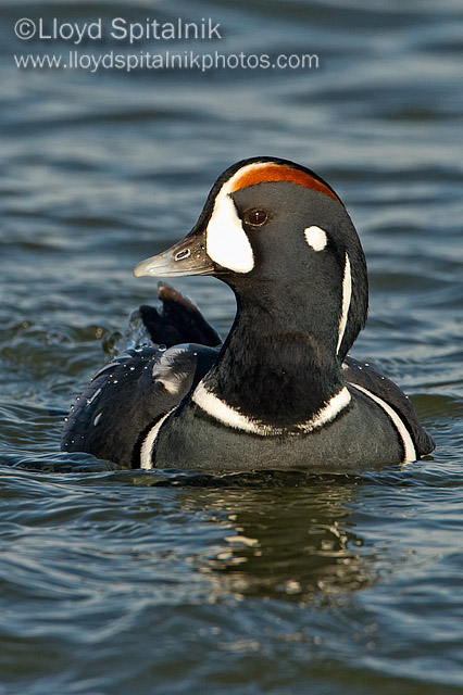 Harlequin Duck