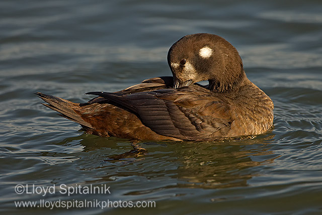 Harlequin Duck (female)