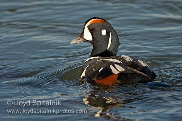 Harlequin Duck