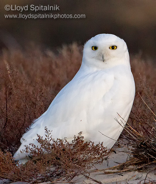 Snowy Owl