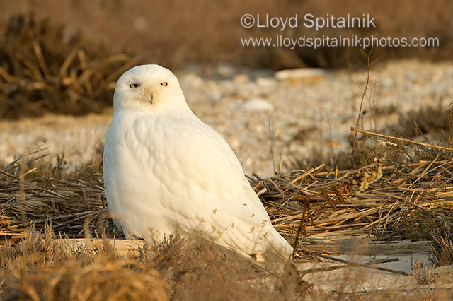 Snowy Owl